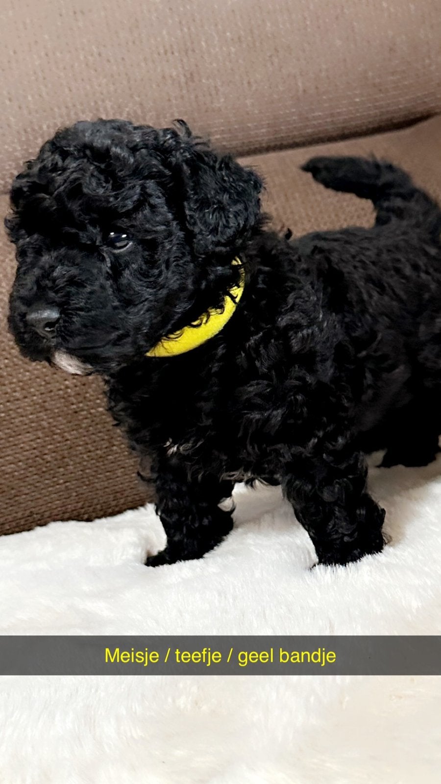 Toy poedel !! Zeer knappe toy poedels !! Teefjes / reutjes !, Dieren en Toebehoren, Poedel, 8 tot 15 weken, Meerdere, Meerdere dieren