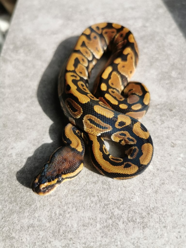 0.1 Koningspython (het Clown) Ball Python photo 2