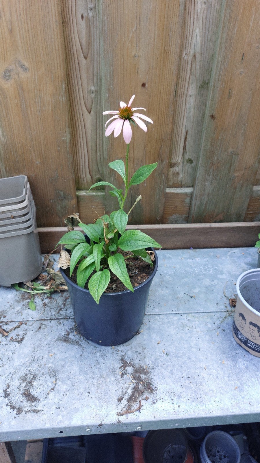 Echinacea purpurea roze, Volle zon, Vaste plant, Zomer, Ophalen