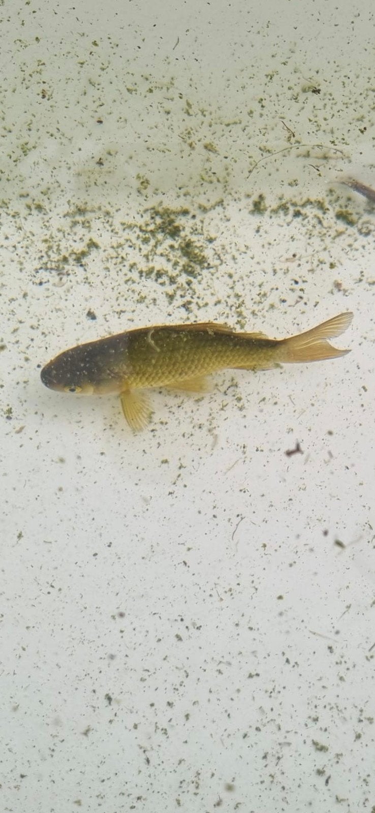 Vissen karper soort, Dieren en Toebehoren, Goudvis(sen)