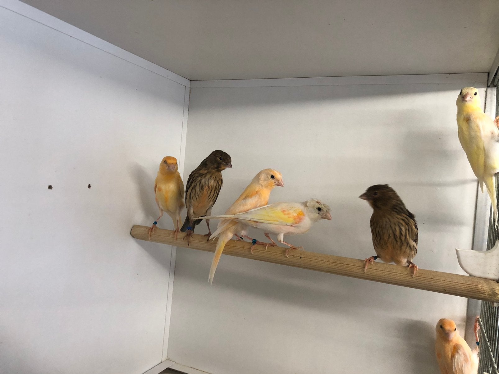 Harlekijn kanaries, Dieren en Toebehoren, Vogels | Kanaries, Meerdere dieren, Kleurkanarie