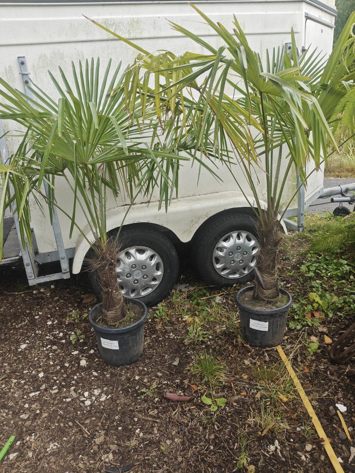 trachycarpus princeps new form, Tuin en Terras, 100 tot 250 cm, Zomer, Palmboom, Ophalen