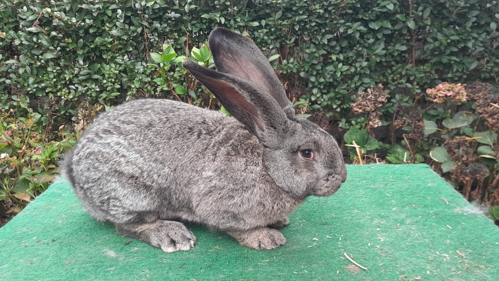 te koop jonge vlaamse reus, Dieren en Toebehoren, Mannelijk, Groot, 0 tot 2 jaar