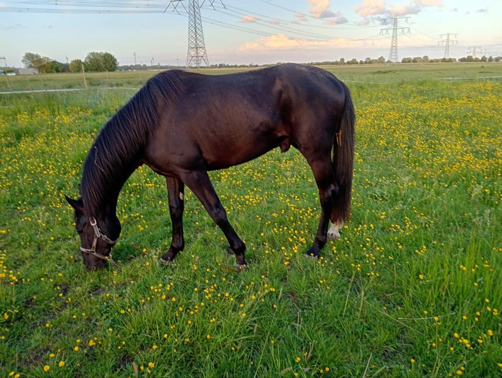 Weidegang. 10ha Barendrecht/Rhoon., Huizen en Kamers, Rotterdam