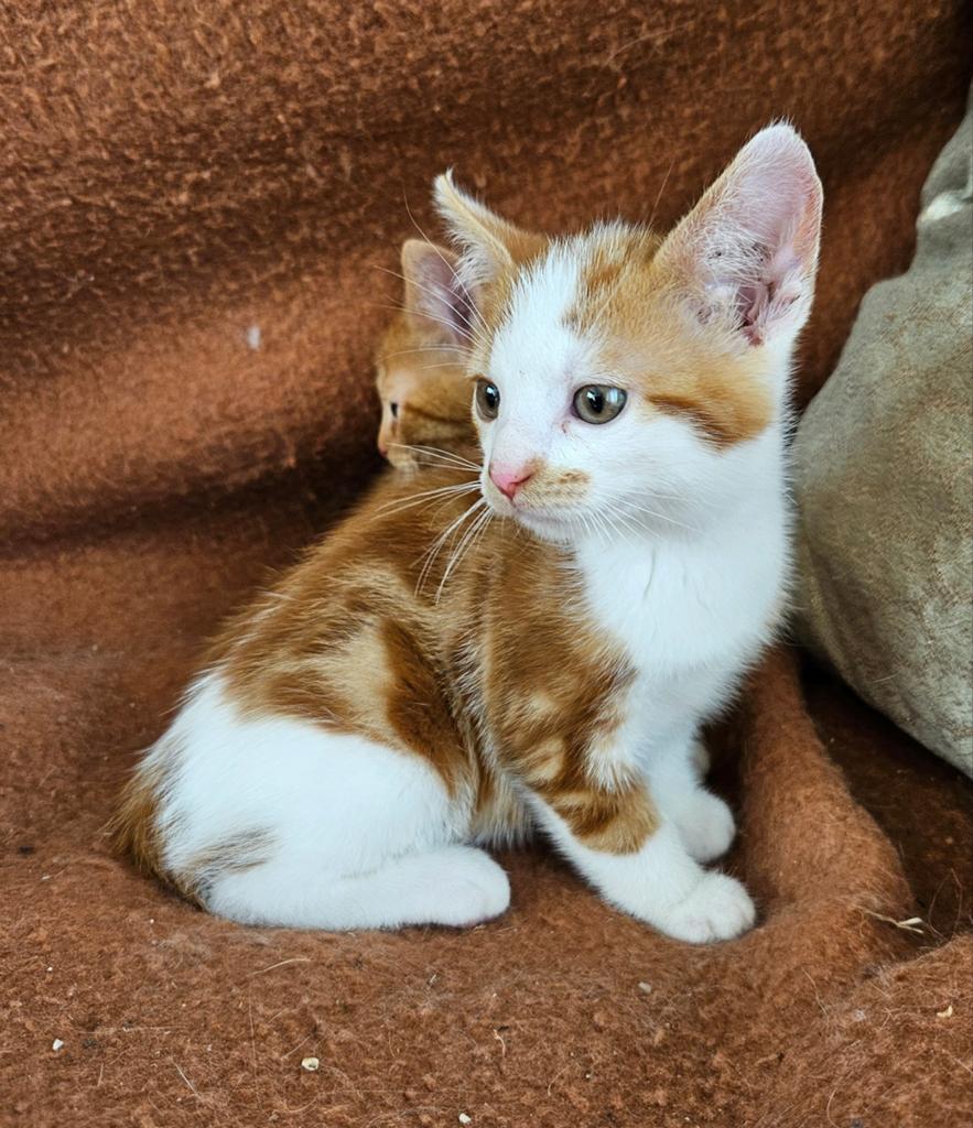 Schattige lieve Noorse Boskat kittens, 1 vrouwelijje, Poes, Kortharig, 0 tot 2 jaar