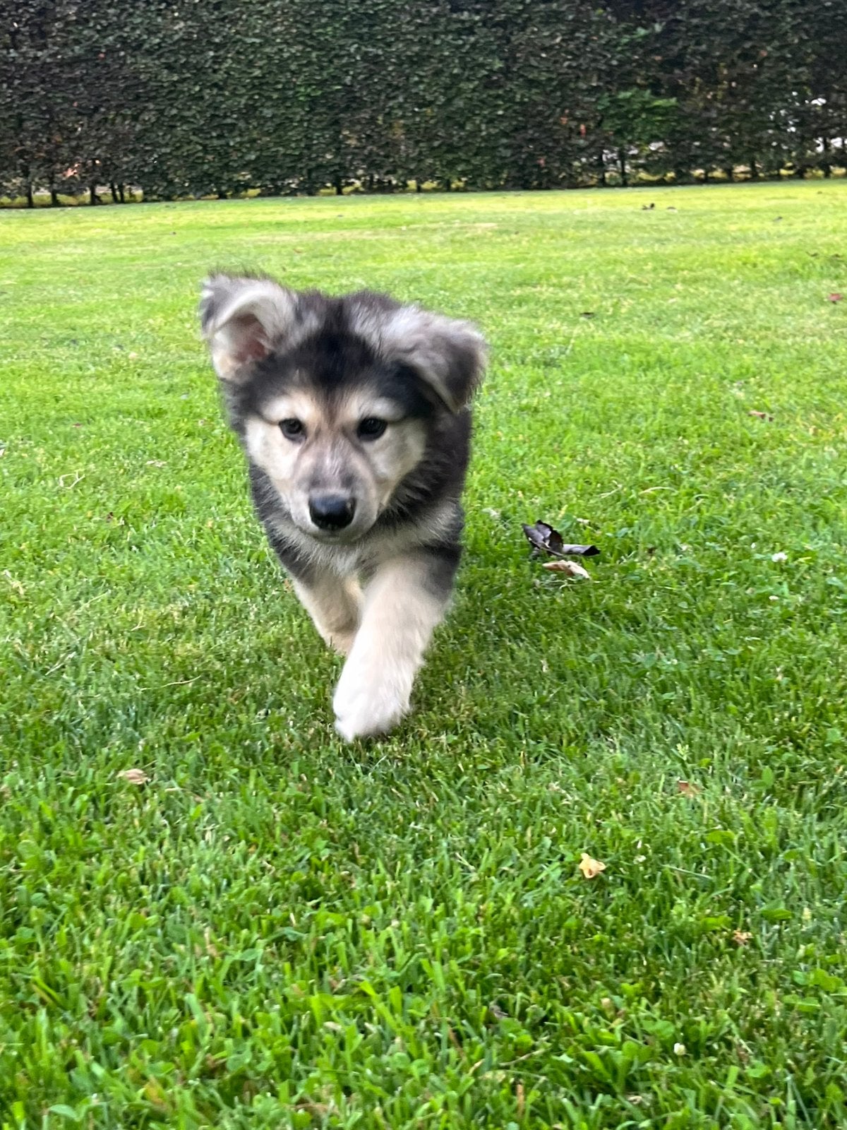 Mooi nestje Zwitserse Witte herder x Duitse herder 5 reutjes, Dieren en Toebehoren, Honden | Herdershonden en Veedrijvers, HCC (leverziekte)