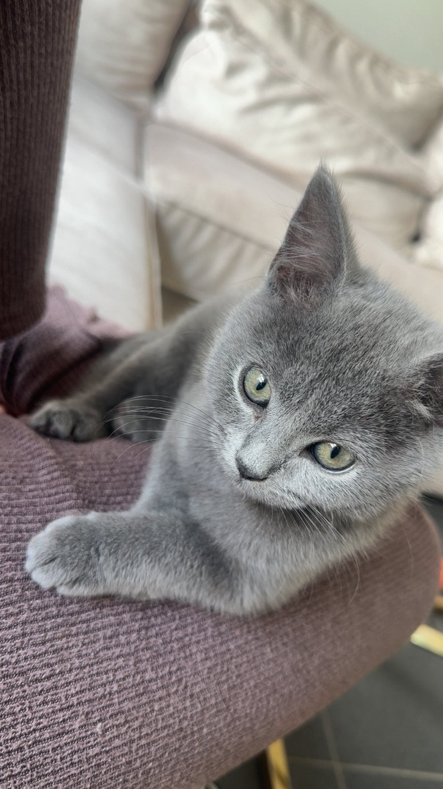 Mooie britse korthaar kittens, Dieren en Toebehoren, Katten en Kittens | Raskatten | Korthaar, Meerdere dieren, 0 tot 2 jaar