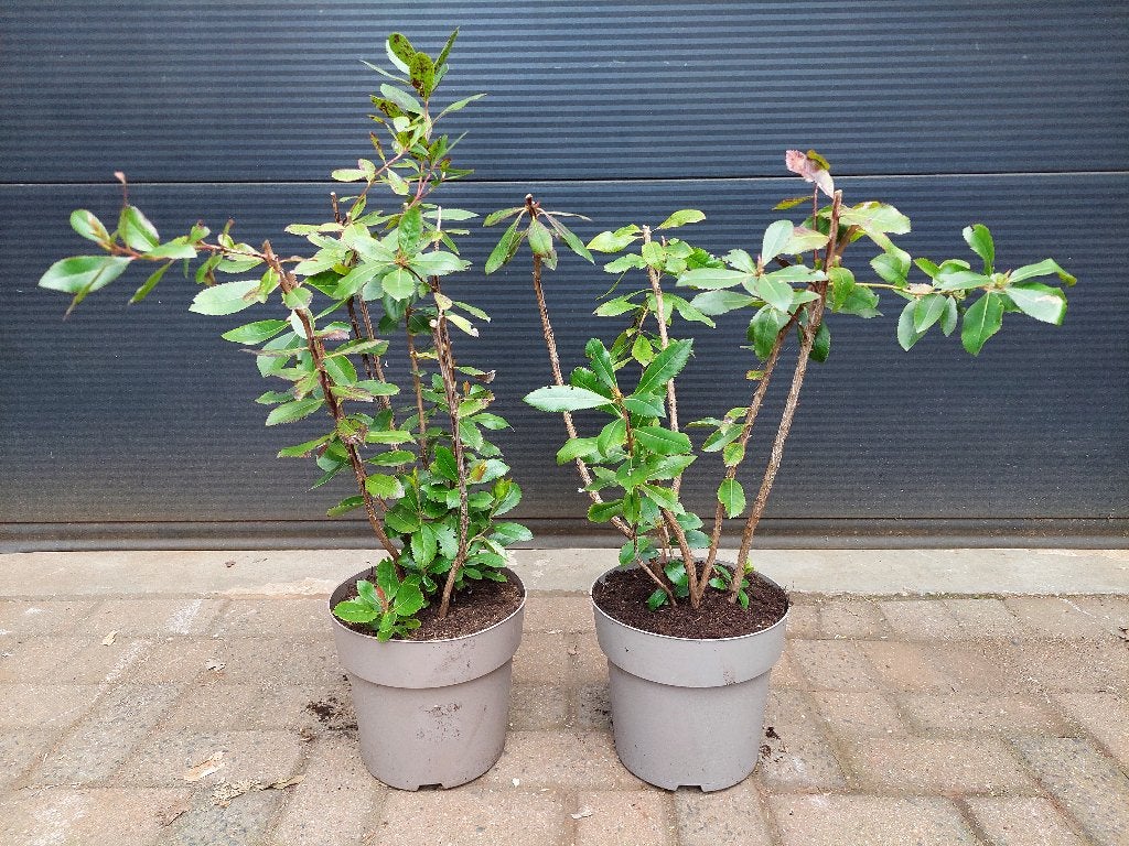 Arbutus Unedo - Aardbeiboom / Aardbeienboom H: 70 - 90 cm., Ophalen, Volle zon, Vaste plant, Zomer