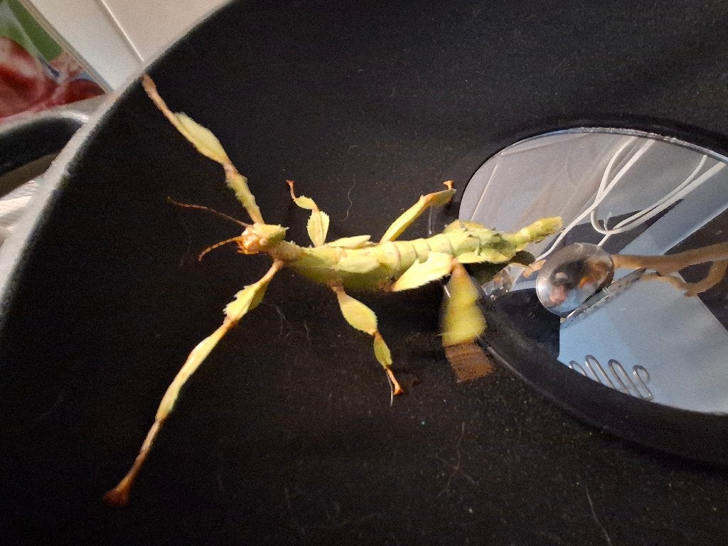 Flappentakken, Dieren en Toebehoren, Insecten en Spinnen, Wandelende tak