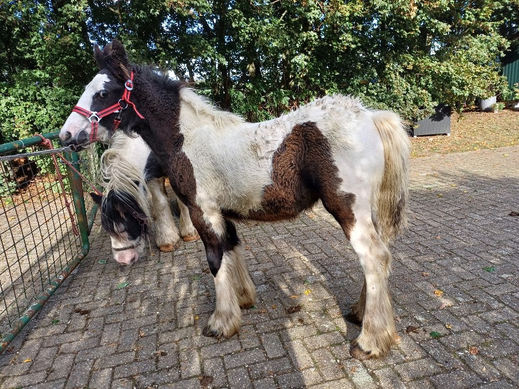 Te koop mooi Tinker merrieveulen, Merrie