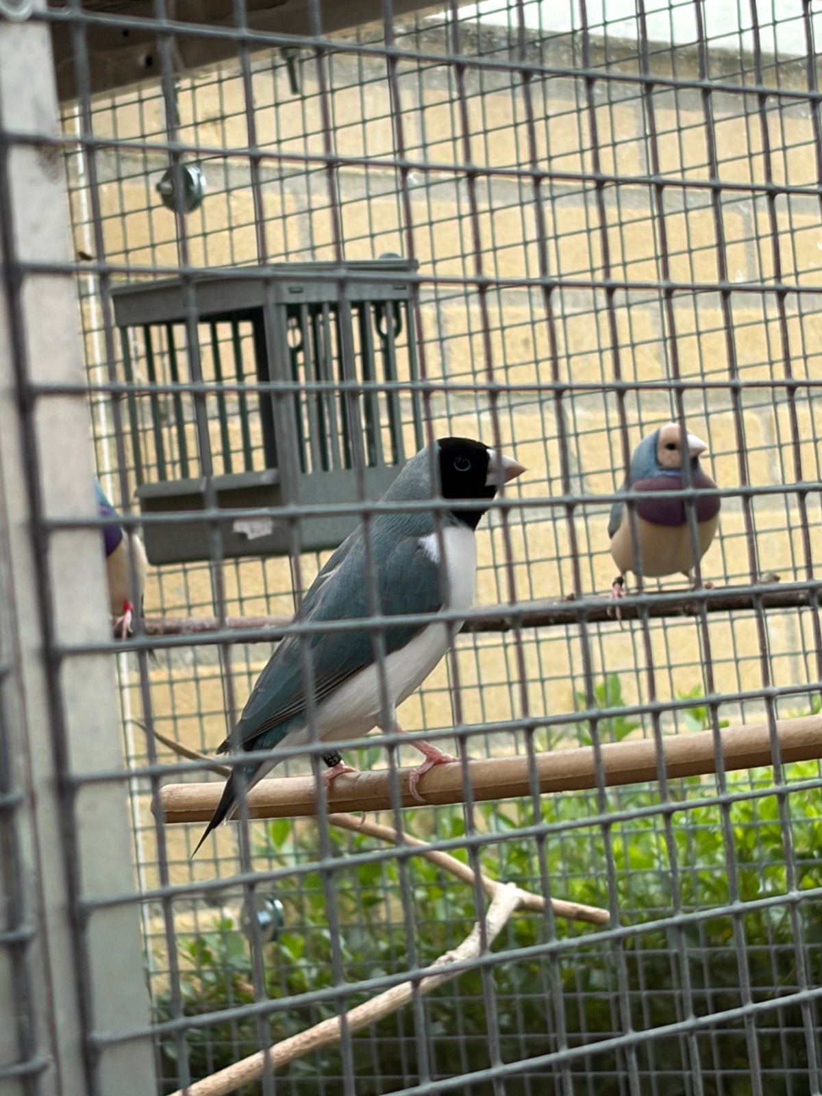 Blauwe Gouldamedine, Dieren en Toebehoren, Meerdere dieren, Geringd