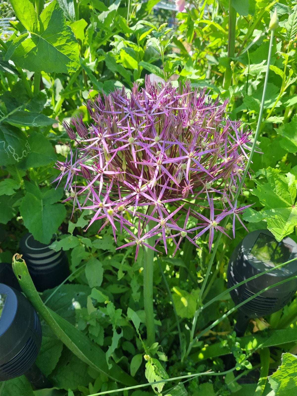 Allium zaden - Paarse sierui, twee soorten, Ophalen of Verzenden, Zaad