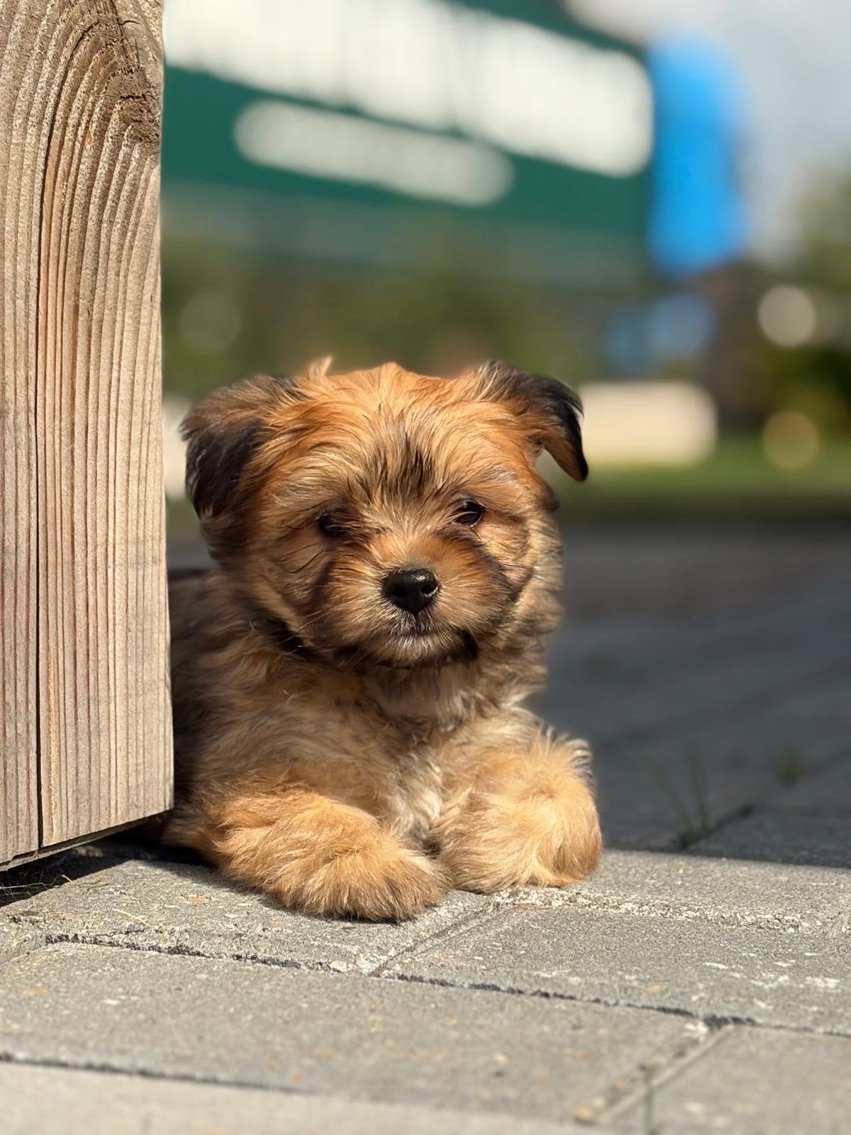 Prachtige boomer pups te koop, 8 tot 15 weken, Parvo, Meerdere, Meerdere dieren