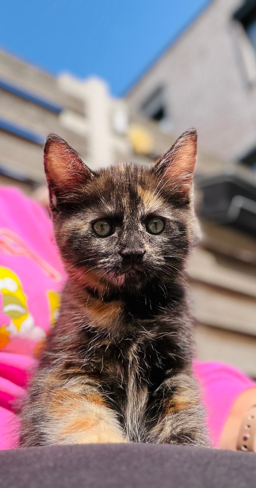 Main coon/ britse korthaar kitten, Poes, Ontwormd, 0 tot 2 jaar