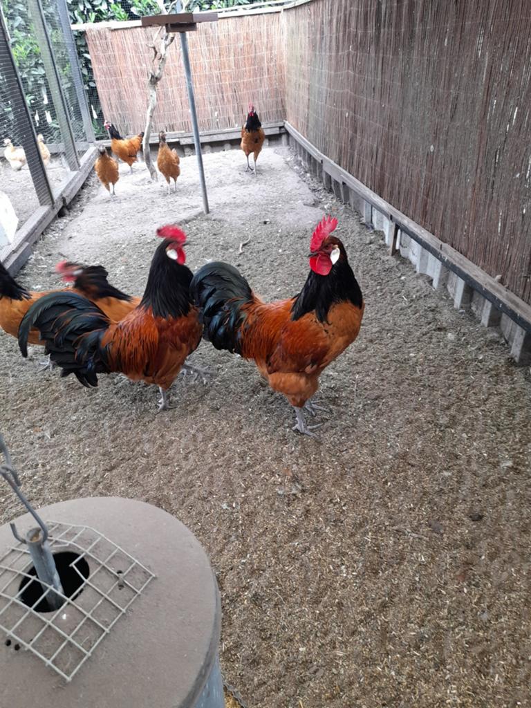 Te koop 1 vorwerkhaan, Dieren en Toebehoren, Mannelijk, Kip