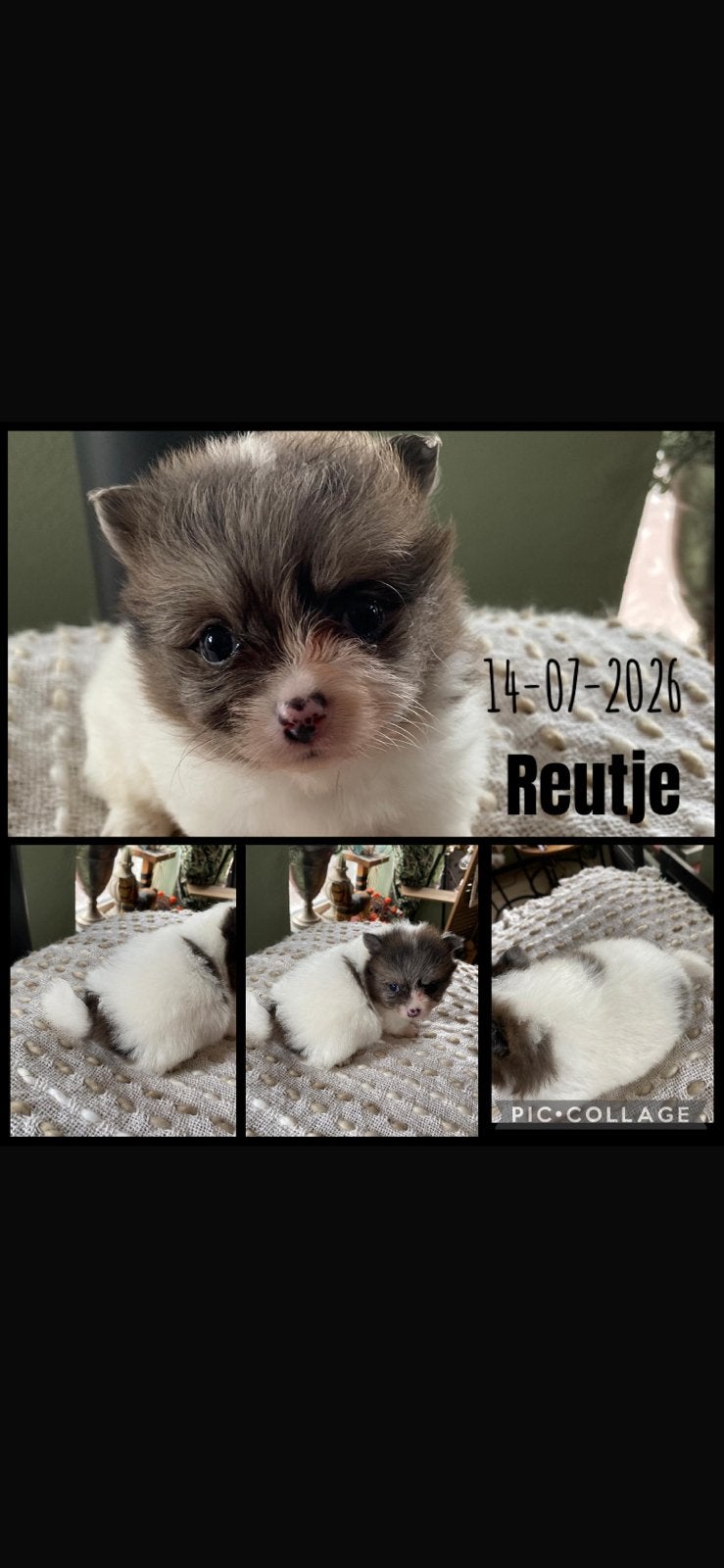 Te koop pomeriaan/pomerianan /pomeranian pups Groningen, Dieren en Toebehoren, Overige rassen, 8 tot 15 weken, Parvo, Meerdere
