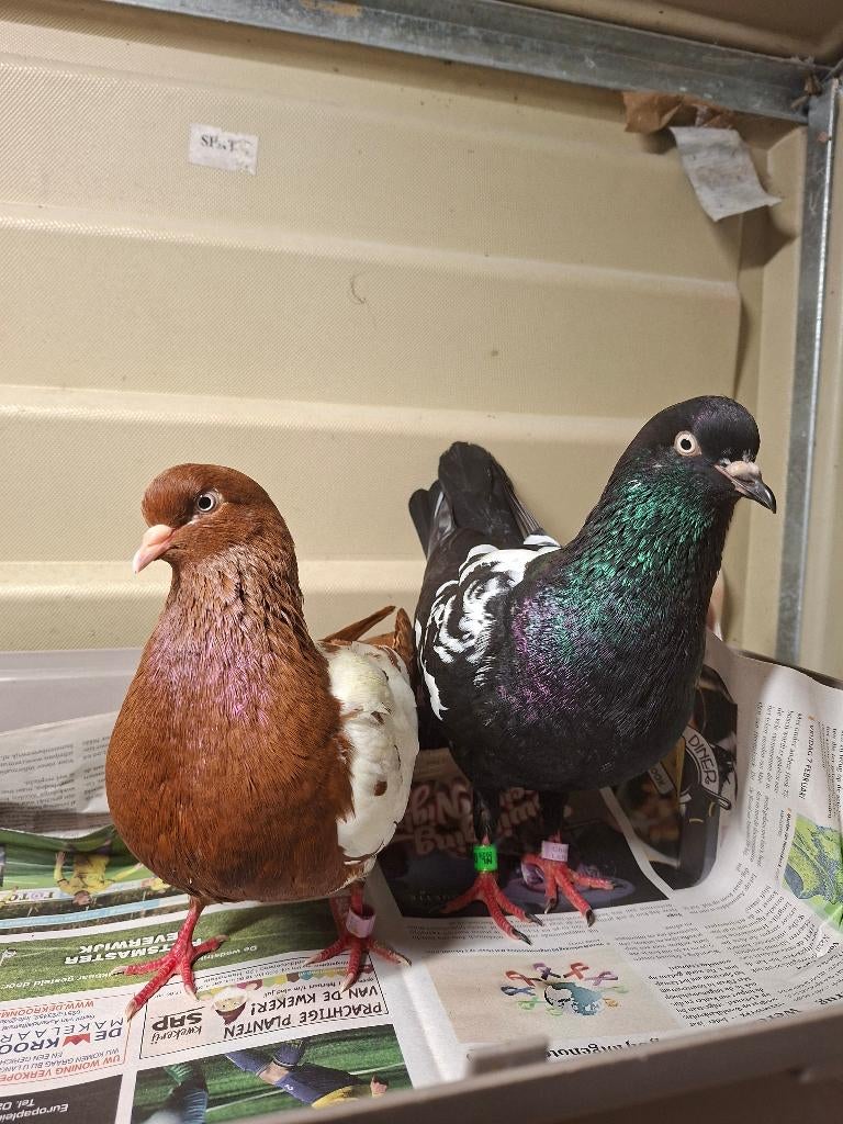 Twee lieve koppels duiven zoeken een goed tehuis, Meerdere dieren, Overige soorten