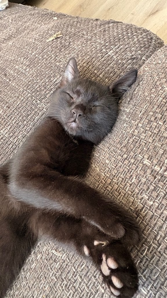 Kitten de laatste !, Meerdere dieren, Ontwormd, 0 tot 2 jaar