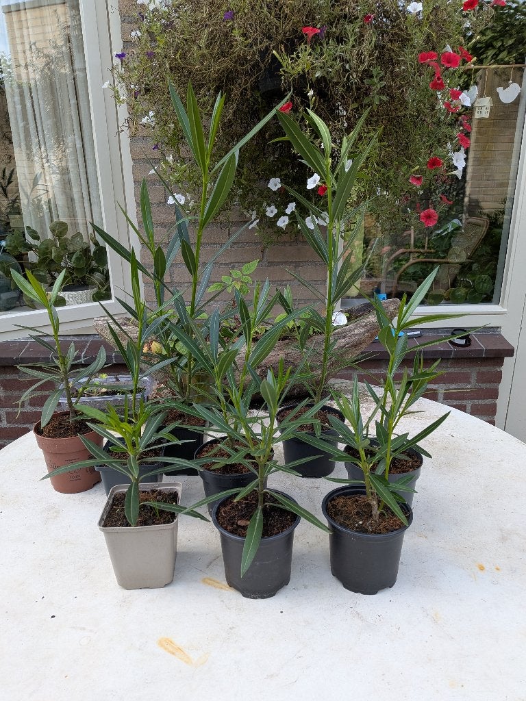 Oleander planten, Tuin en Terras, Volle zon, Vaste plant, Zomer, Ophalen