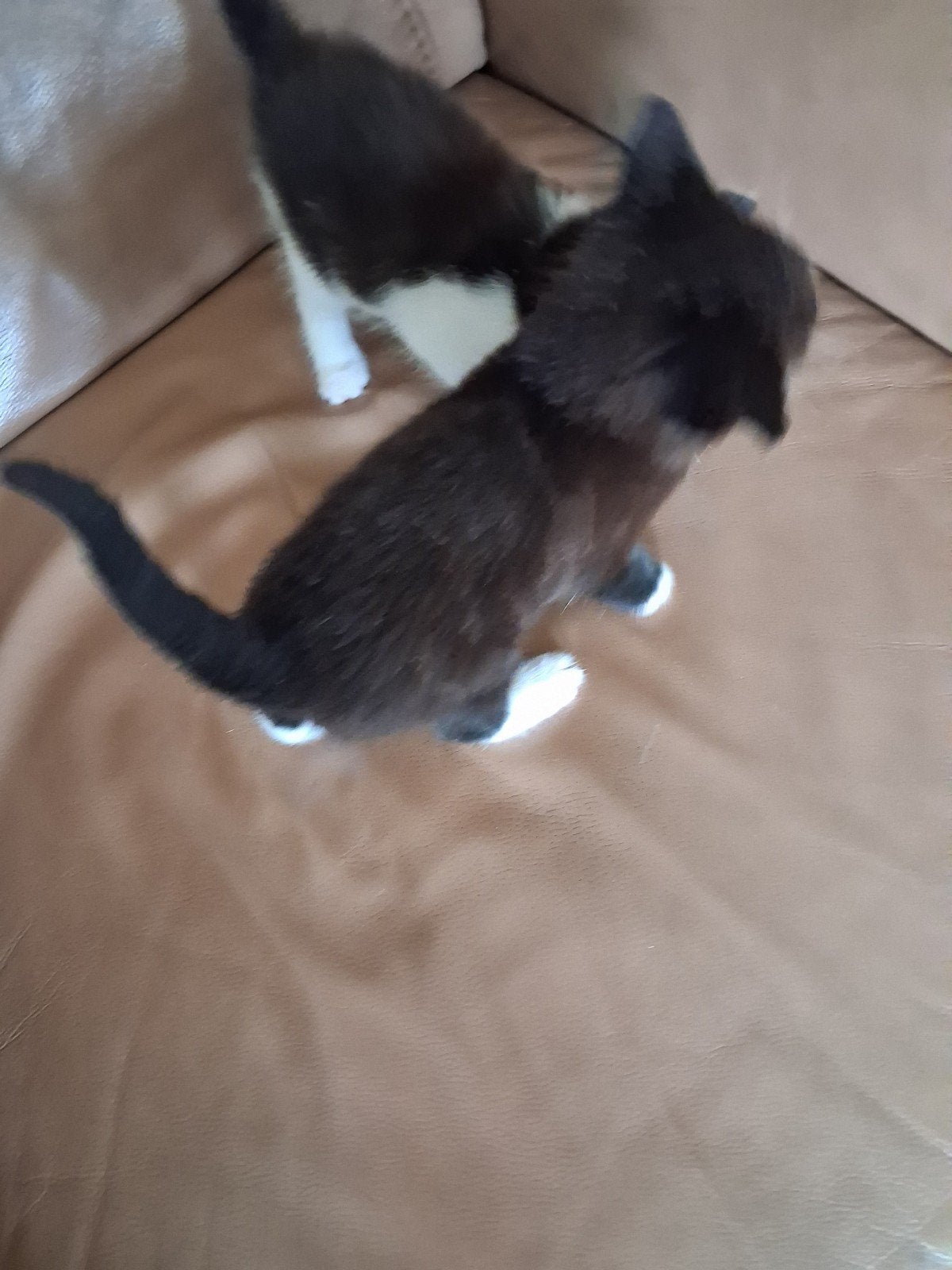 Kittens, Meerdere dieren