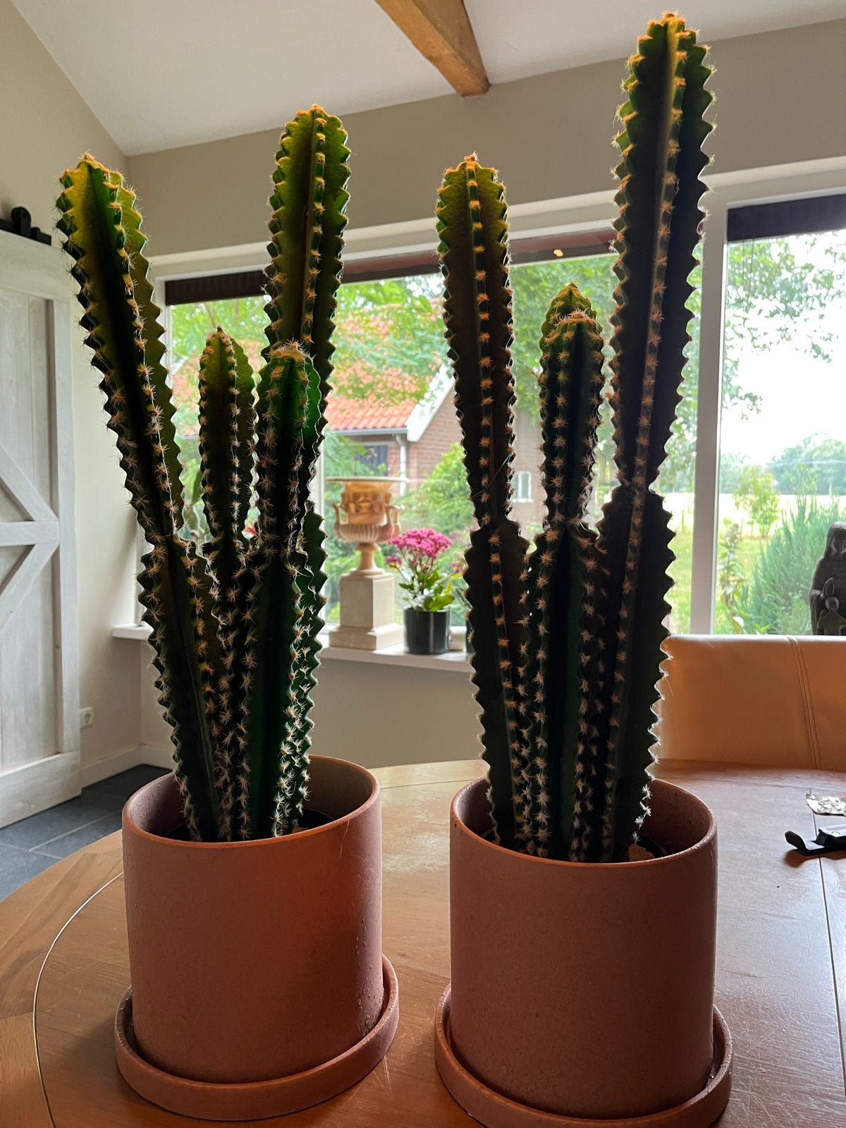 Levensechte cactussen in keramieken potten - Topkwaliteit, Ophalen, Overige materialen, Zo goed als nieuw, Binnen