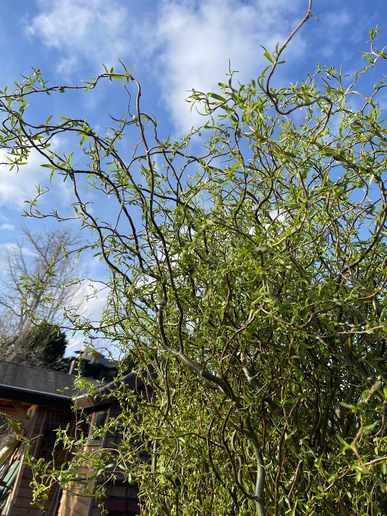 ze zijn er weer kronkelwilgen, salix babilonica ca 3,5 meter, Overige soorten, Lente, 250 tot 400 cm, Ophalen