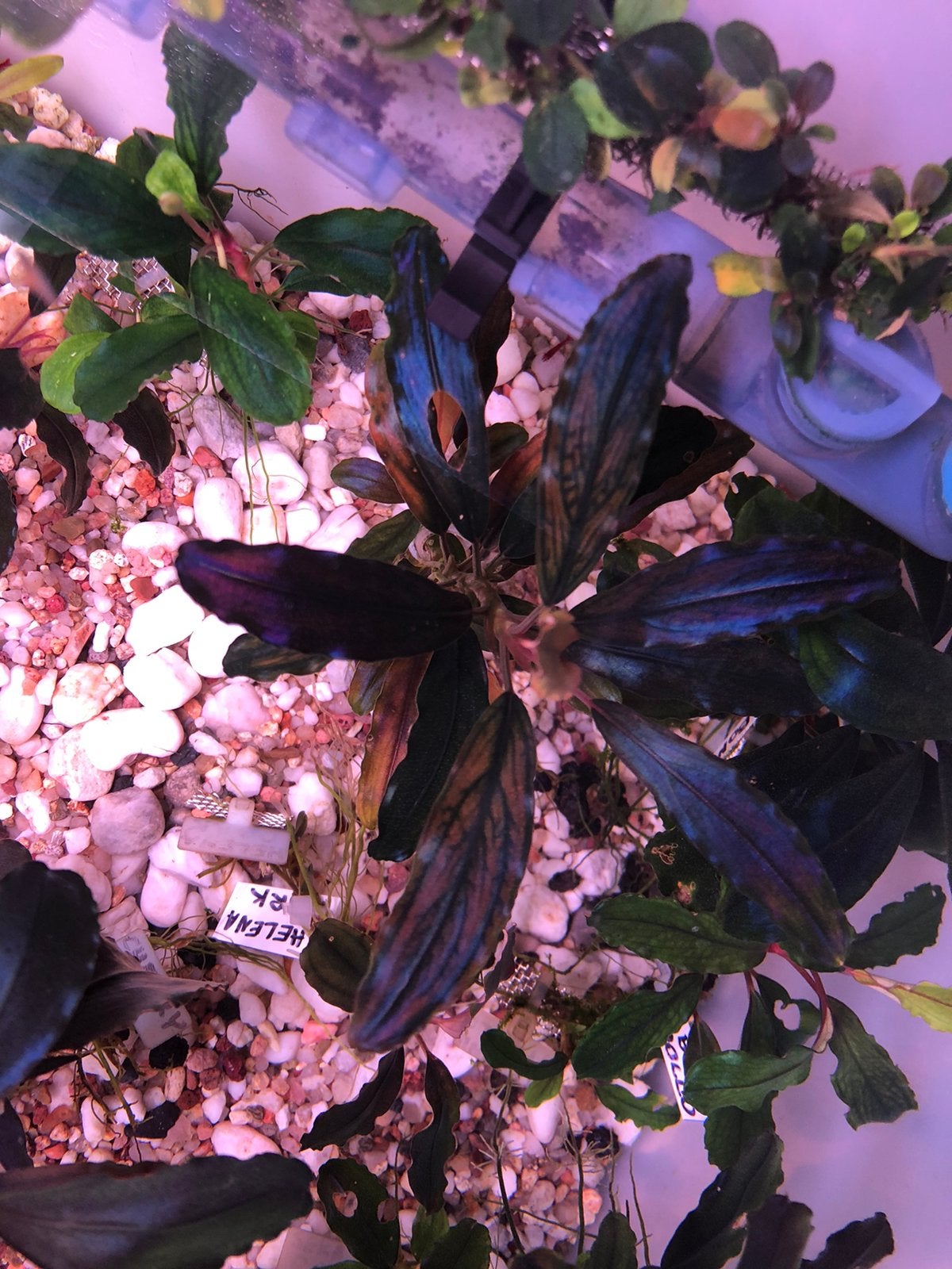 Bucephalandra Black Marble, Dieren en Toebehoren, Ophalen of Verzenden