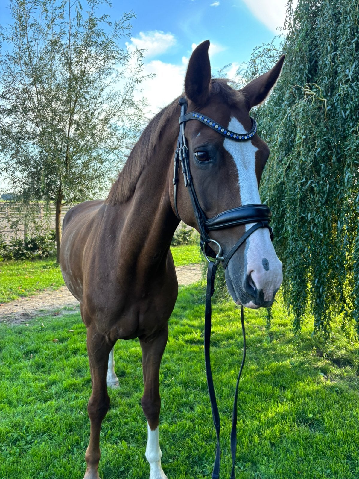 Super gave Z dressuur merrie!, Merrie, Dressuurpaard, 170 tot 175 cm, 11 jaar of ouder