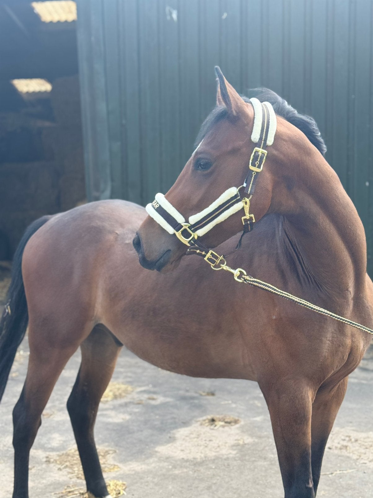 Super knappe E pony, Minder dan 160 cm, Ruin, Dressuurpaard, Zadelmak
