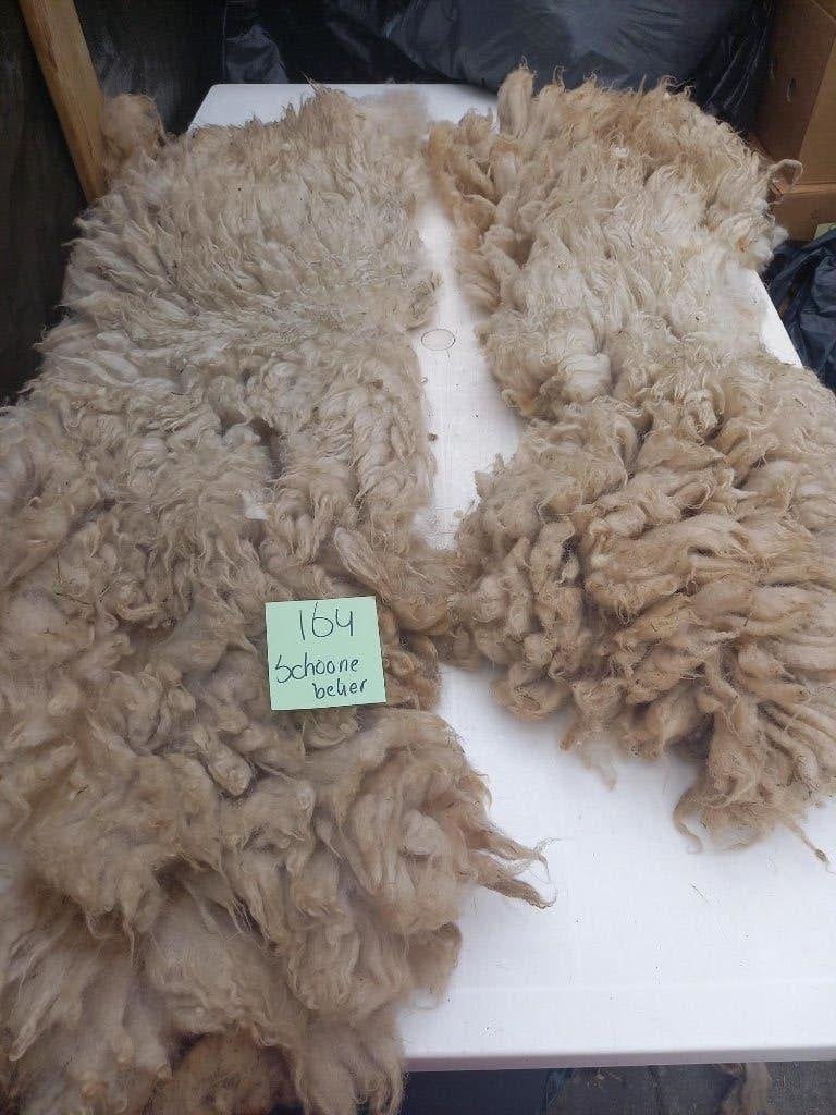 nr 164 Geschoren vacht van een Schoonebeker schaap, Ophalen of Verzenden, Gebruikt