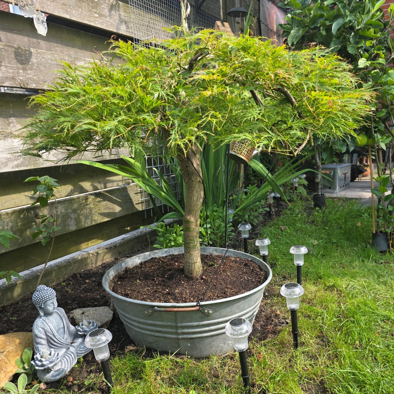 bonsai Japanse esdoorn Groot, Tuin en Terras, Planten | Bomen, Ophalen, Bloeit niet, Halfschaduw, Overige soorten