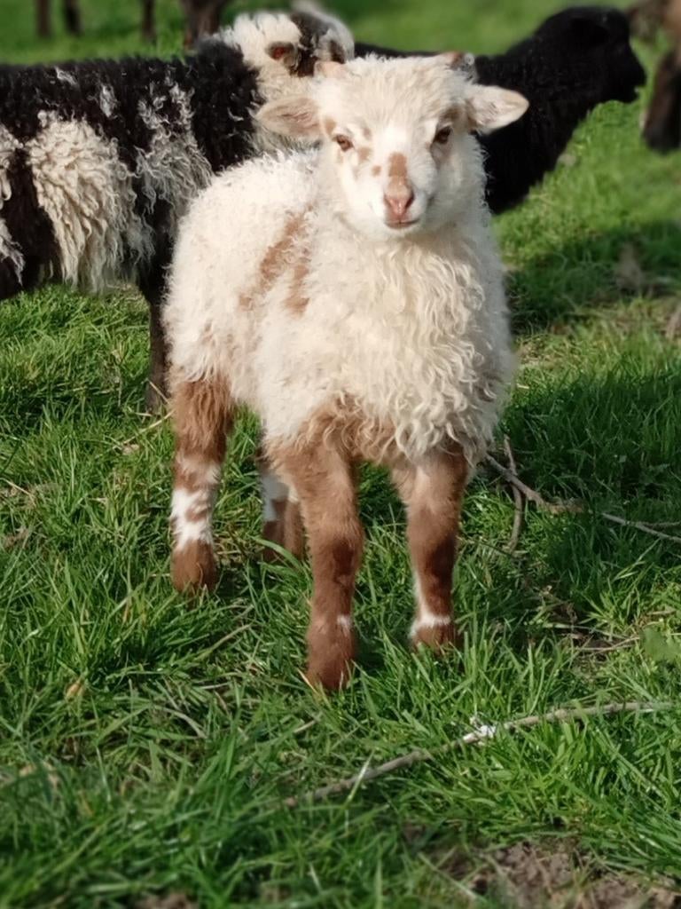 Skudde schaap ram lam, Mannelijk, Schaap
