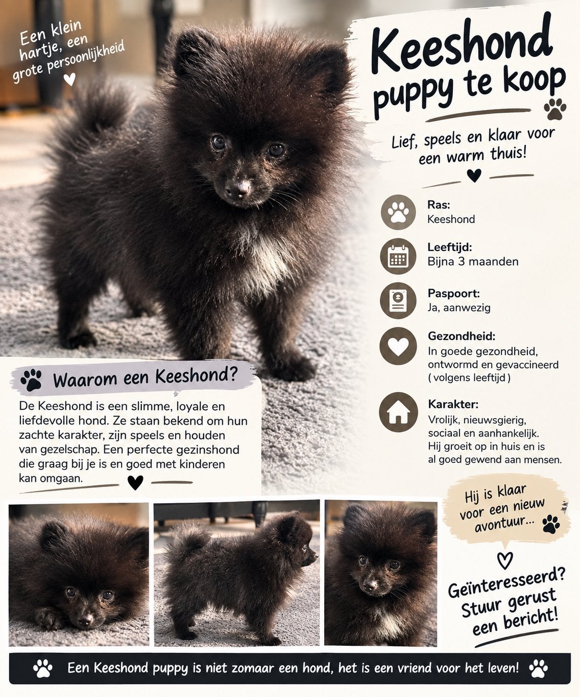 Keeshond, Dieren en Toebehoren, Keeshond, Reu, 8 tot 15 weken, Eén hond