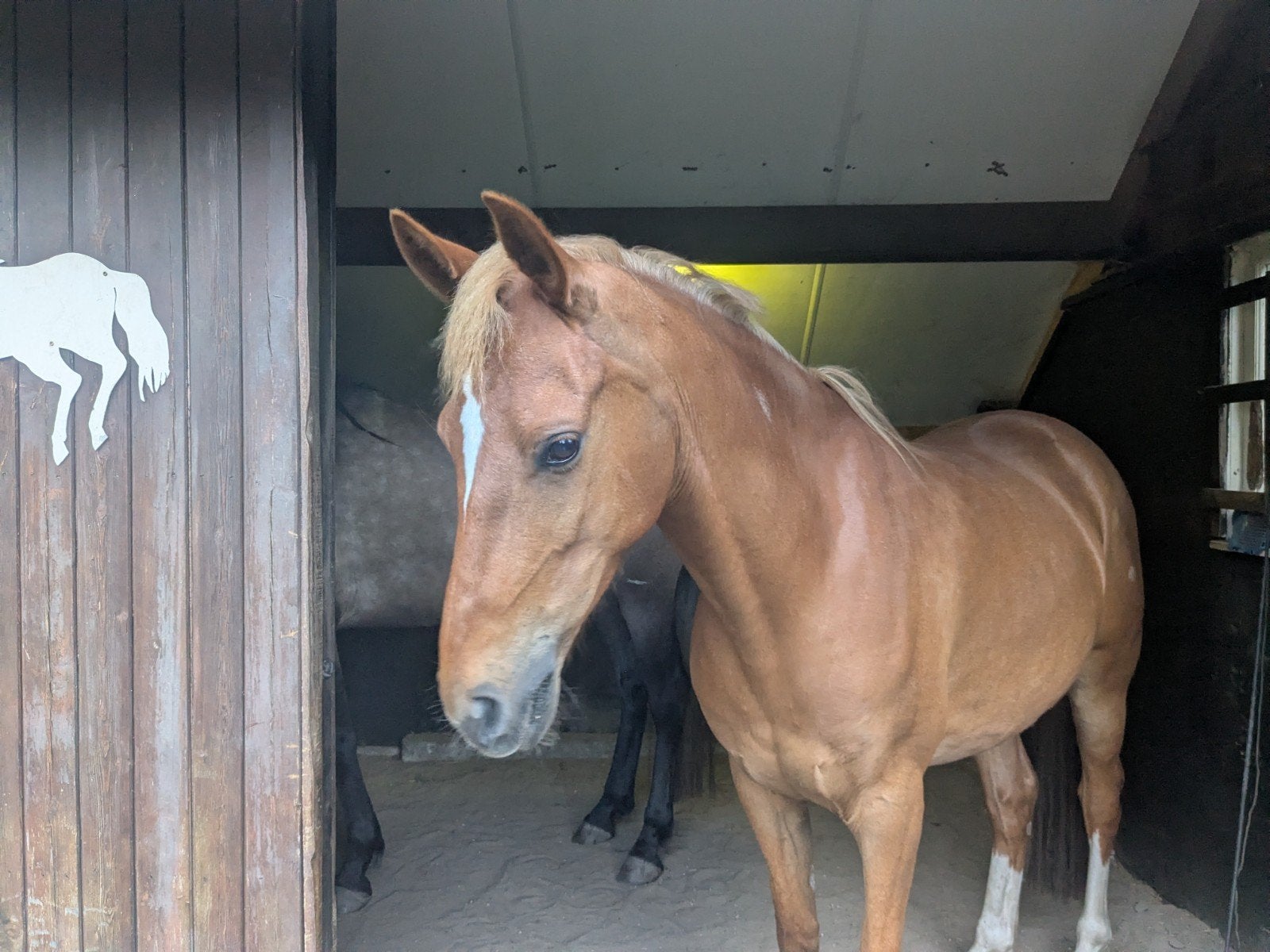 Mooie Welsh NWR D sportpony, Dieren en Toebehoren, Met stamboom, Minder dan 160 cm, B, Ruin