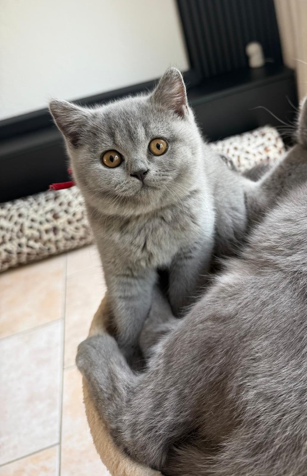 Britse korthaar / Blauwe kittens, Dieren en Toebehoren, Meerdere dieren, Ontwormd