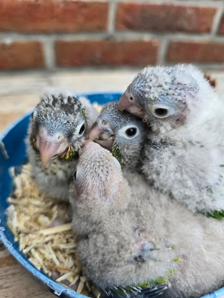 Super tamme baby Pyrrhura's, Dieren en Toebehoren, Vogels | Parkieten en Papegaaien, Parkiet, Geringd