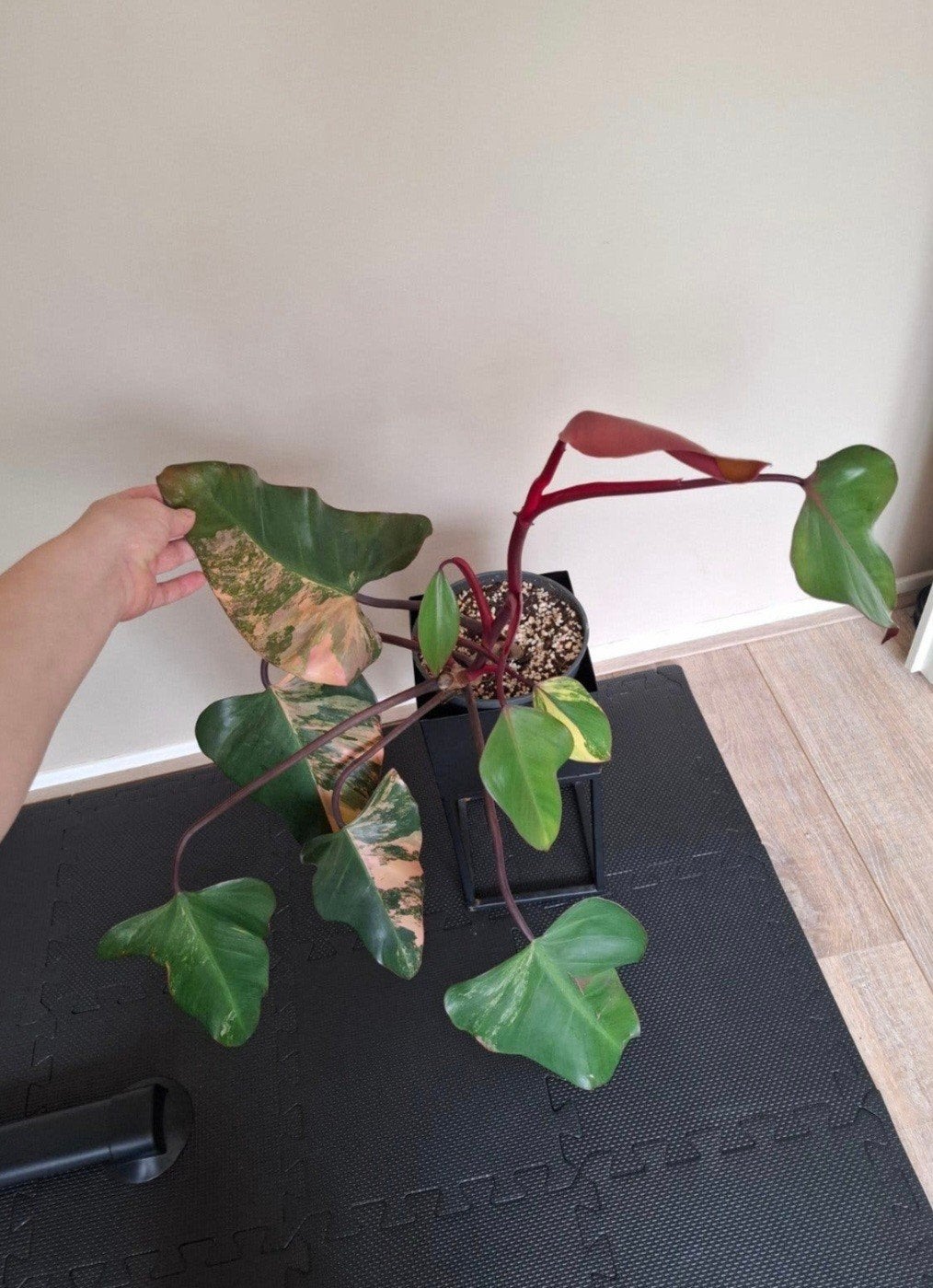 Philodendron Strawberry Shake, Huis en Inrichting, Ophalen of Verzenden, Halfschaduw, Minder dan 100 cm