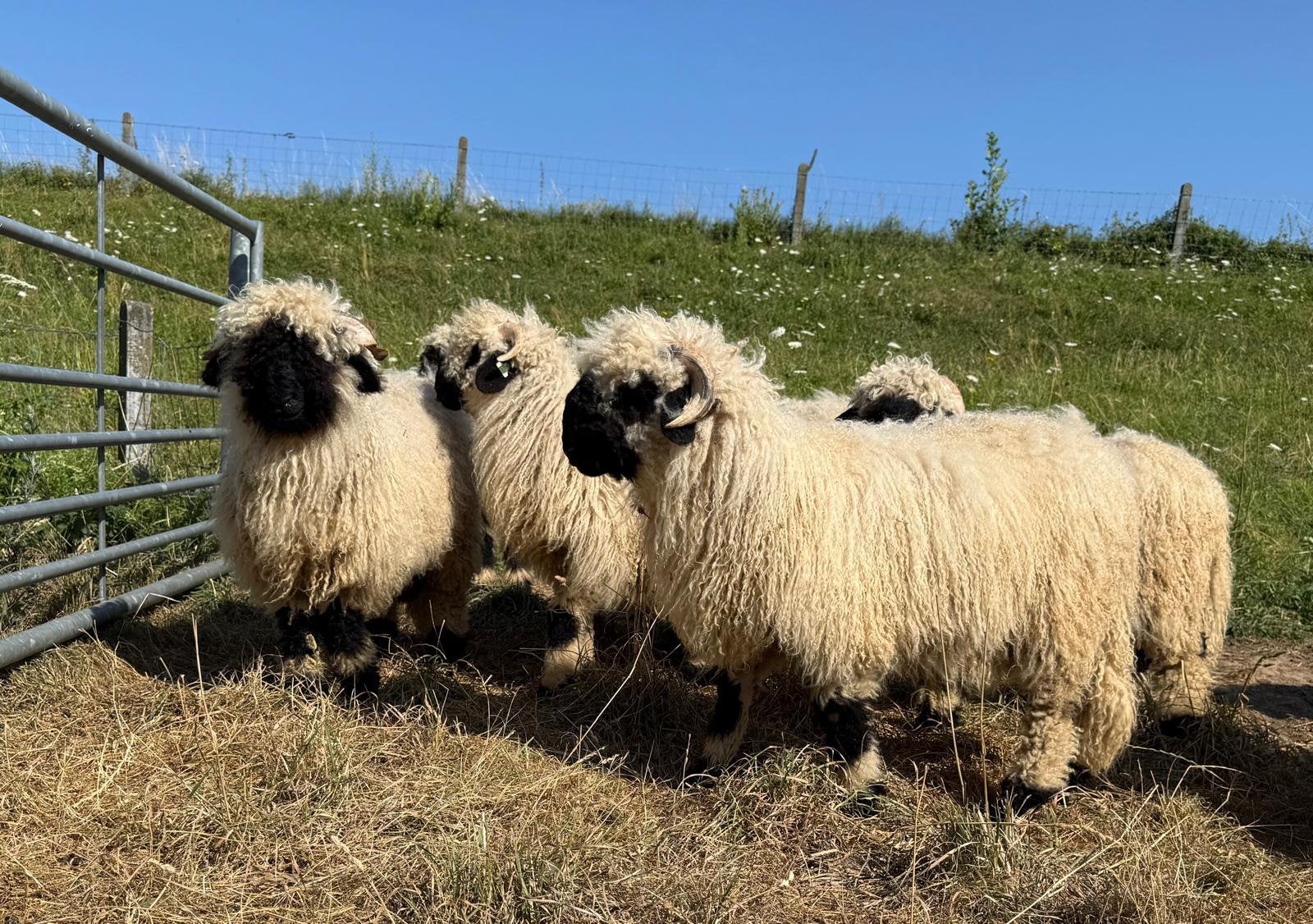 Walliser schwarznase rammen 2026 stamboek, Mannelijk, Schaap, 0 tot 2 jaar