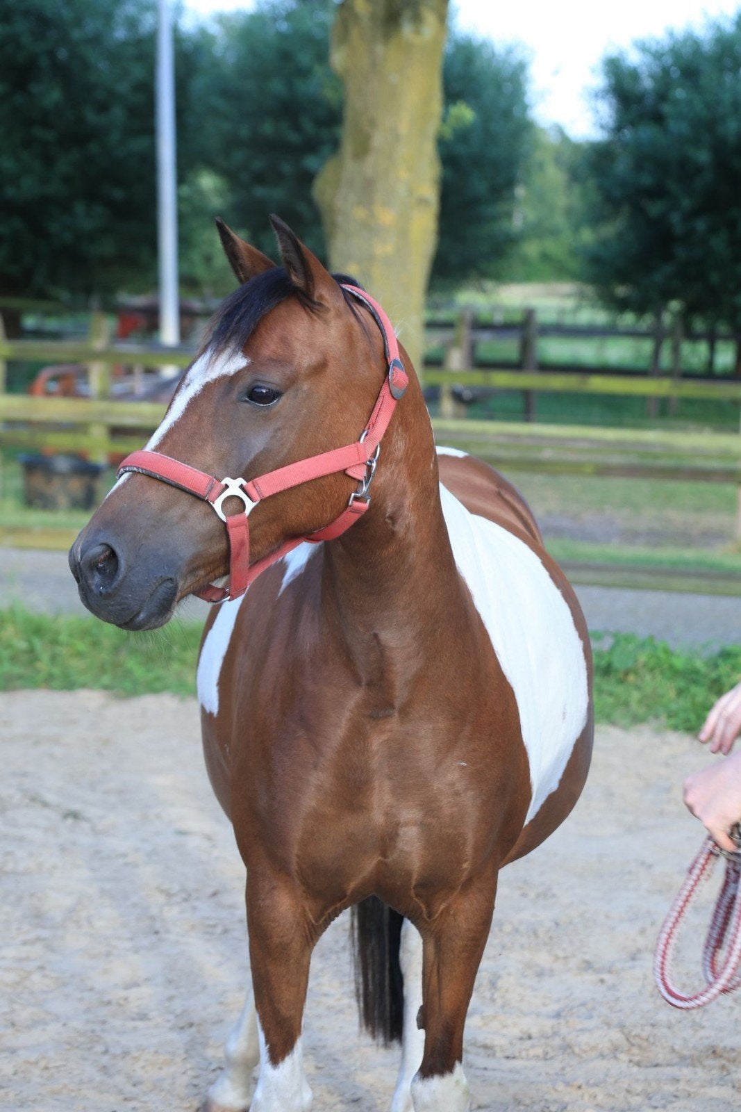 Bonte C pony, Dieren en Toebehoren, Pony's, Merrie, C pony (1.27m tot 1.37m), Gechipt, 7 tot 10 jaar