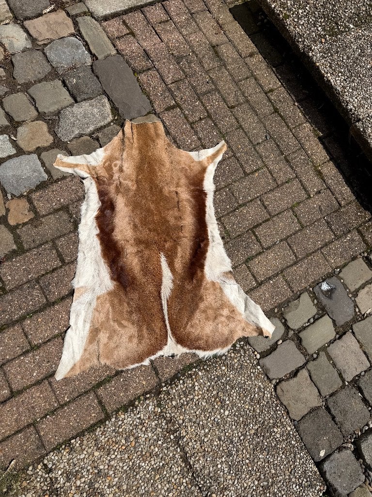 Prachtig Springbok Huid  - Bruin/Wit, Gebruikt, 50 tot 100 cm, Bruin, Natuurlijk, Rustiek