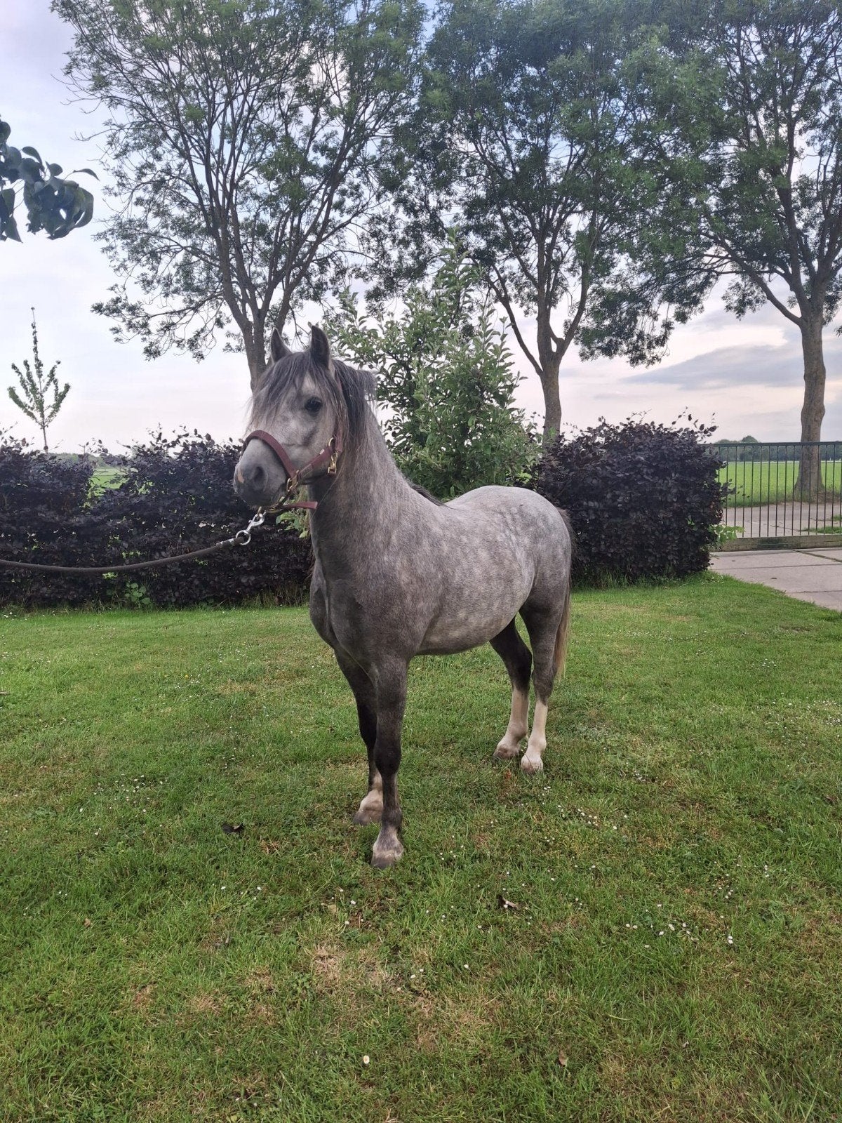 Welsh hengst ter dekking 1,20 tot 1.25, Ruin, A pony (tot 1.17m), Gechipt, 0 tot 2 jaar