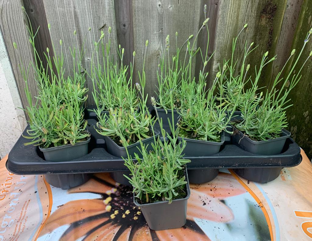 Te koop paarse lavendel, Ophalen, Overige soorten
