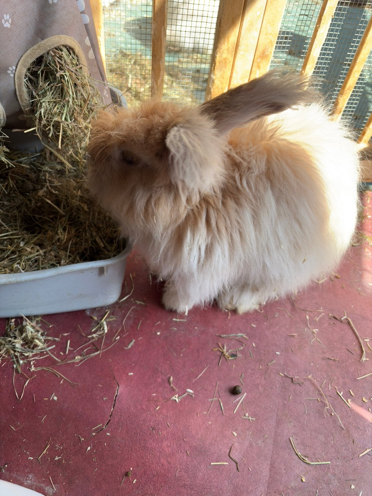 Prachtige Angora ram te koop, Dieren en Toebehoren, Mannelijk, Dwerg