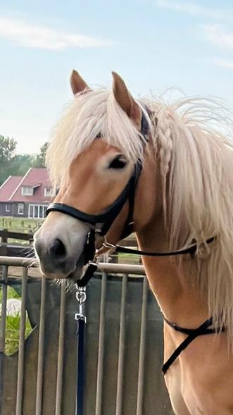 Harry horse anatomic zwart., Ophalen of Verzenden