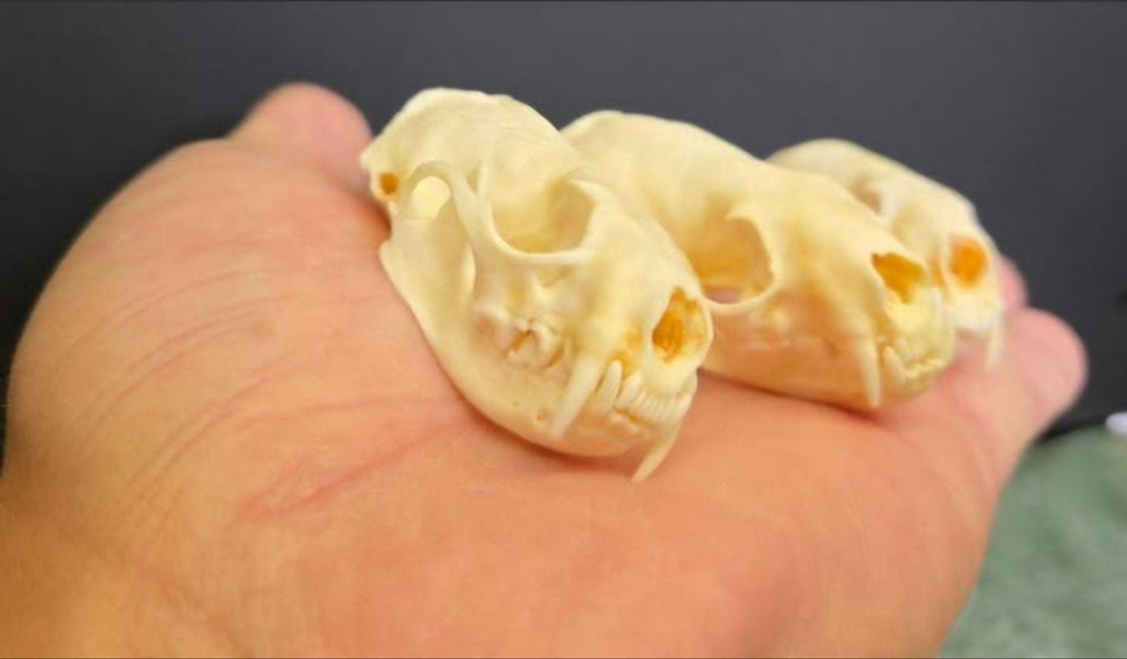 10 stuks Schedel van Nerts / Mink Skull / Skelet Taxidermie, Ophalen of Verzenden, Nieuw, Wild dier, Schedel