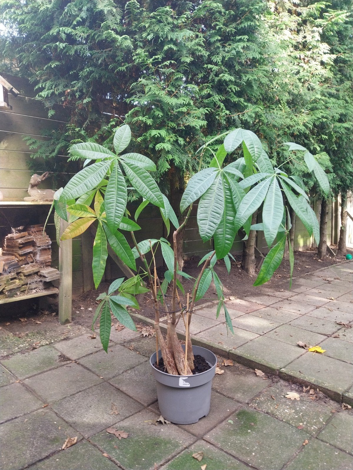 Grote Pachira Aquatica - Geldboom, Vaste plant, Bloeit niet, Halfschaduw, Ophalen