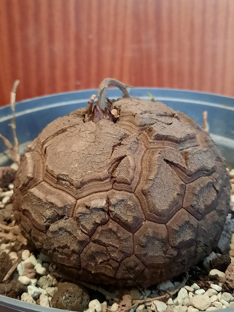 Dioscorea elephantipes, Caudex with new sprout, plant, Verzenden, Halfschaduw, Minder dan 100 cm
