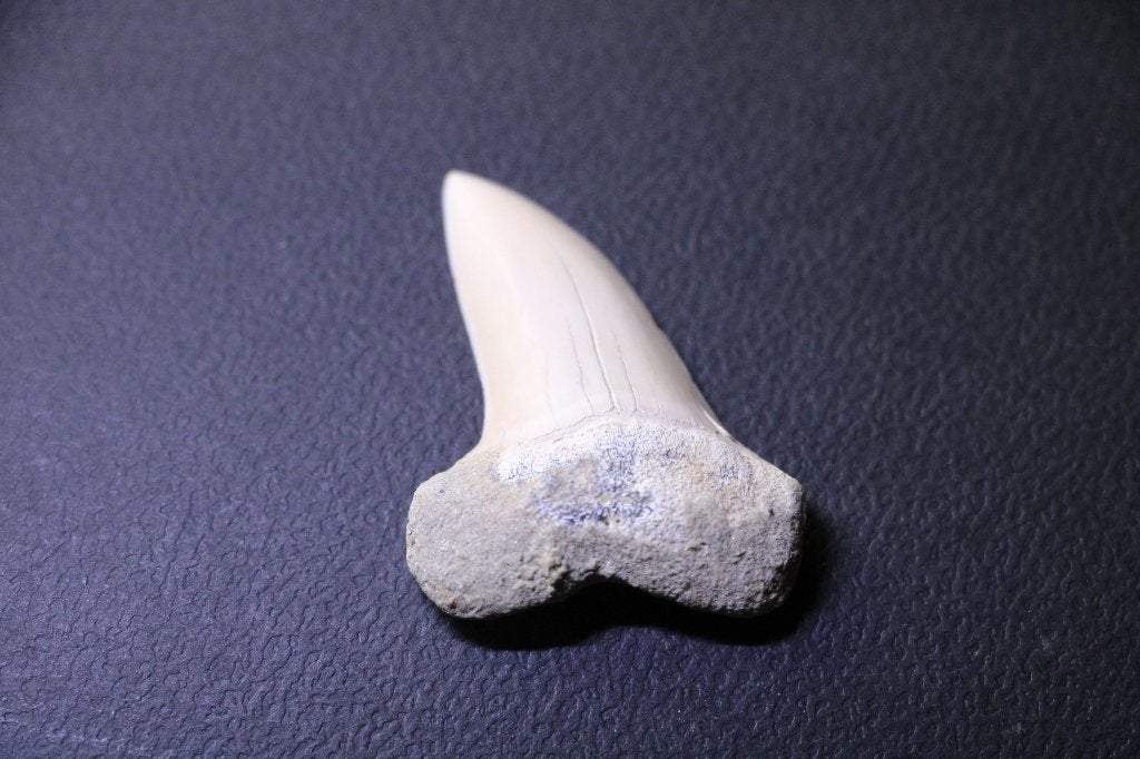 Isurus Planis, Ophalen of Verzenden, Fossiel