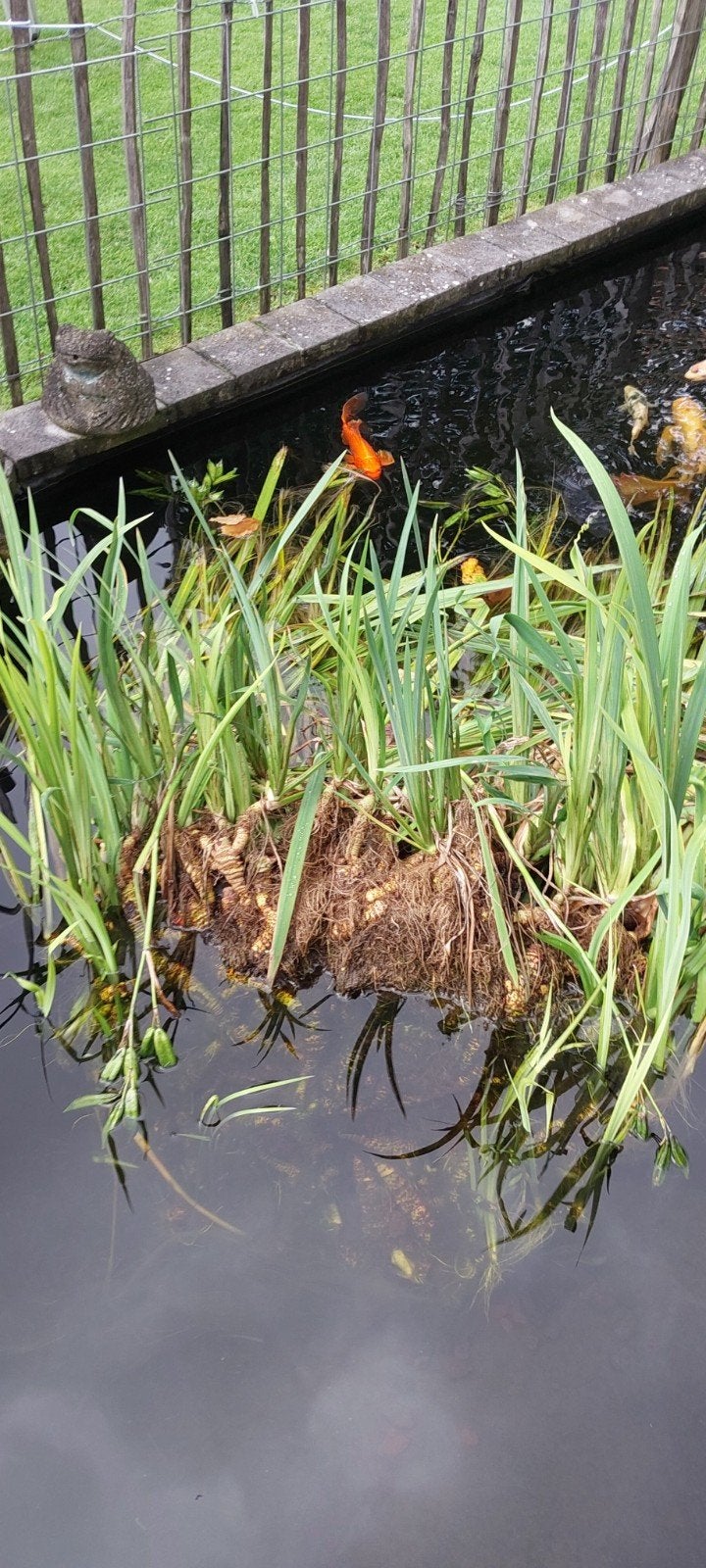 Gele Lis voor vijver, Tuin en Terras, Ophalen, Gebruikt
