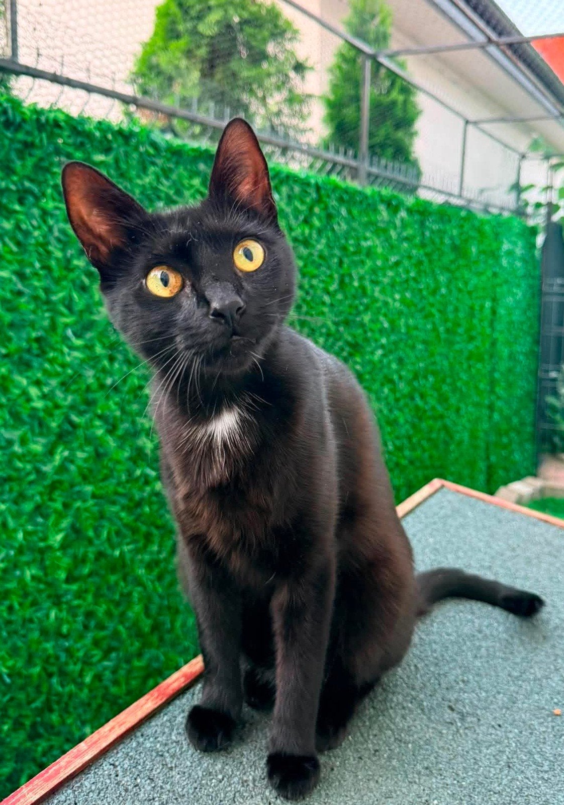Miau is een super lief aandacht poesje van 1 jaar oud., Poes, Kortharig, 0 tot 2 jaar